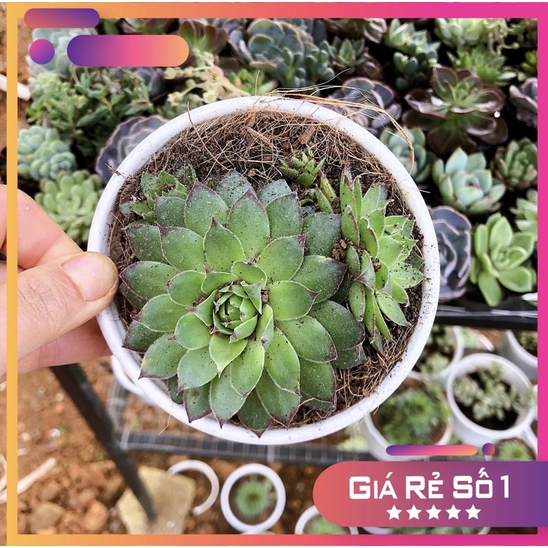 Sen đá phật bà, size bầu, sen đá Đà Lạt