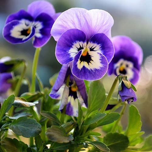 Hạt giống Hoa Pansy Nhiều Màu