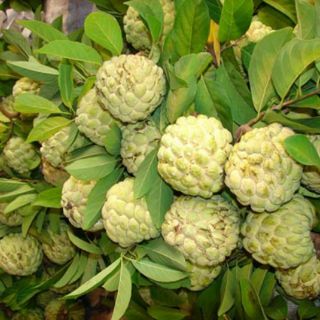 Cây giống na dai