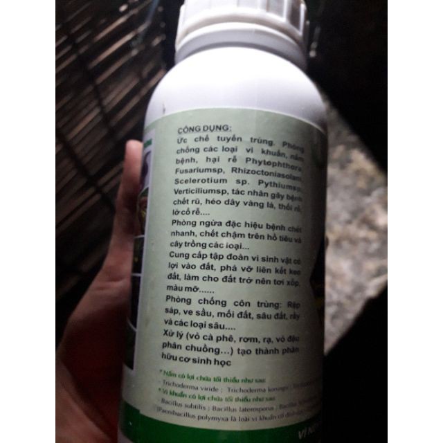 [SIEURE] Nấm đối kháng Trichoderma hàng đẹp, phân phối chuyên nghiệp.