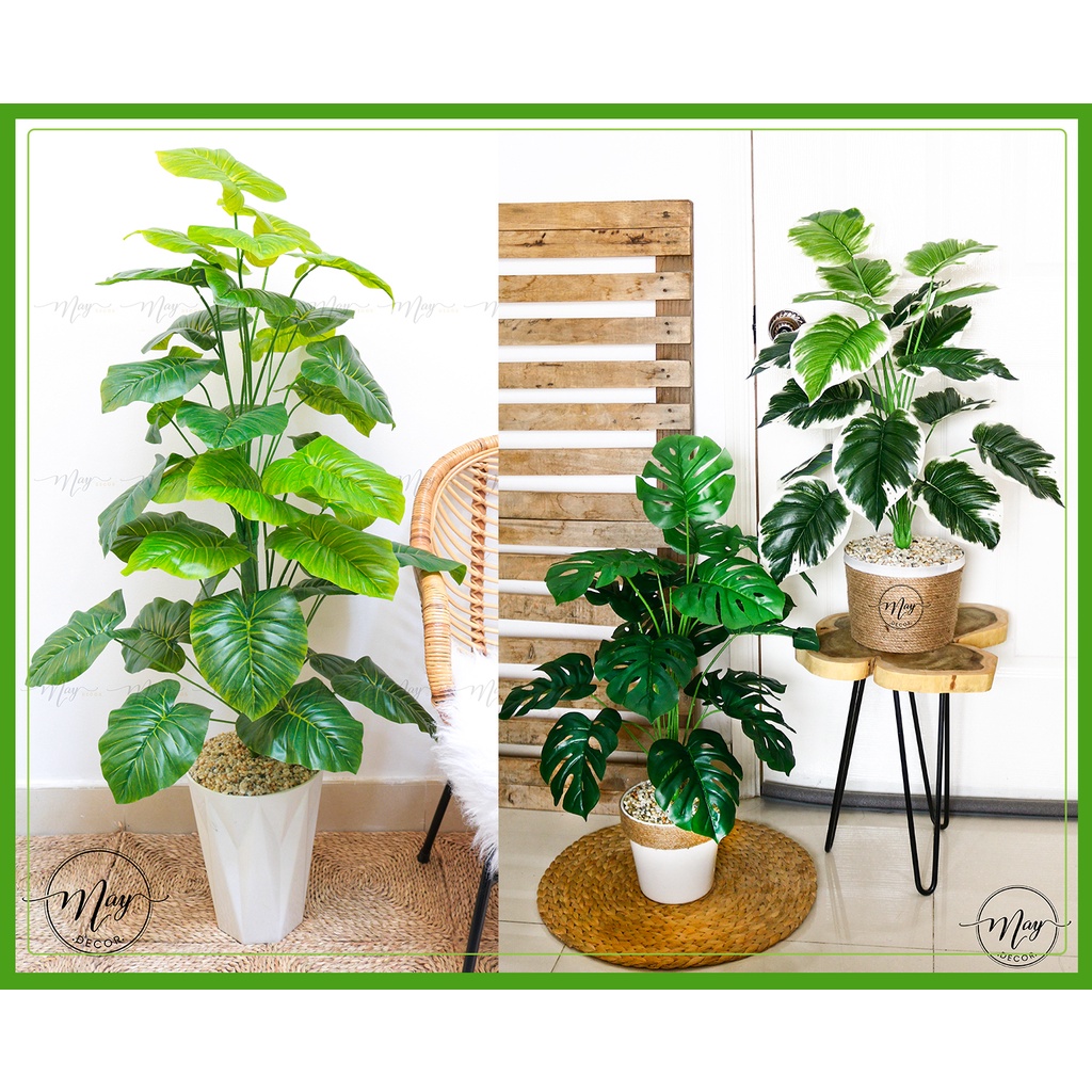 [Mã LIFE50KALL giảm 10% đơn 200K] Cây giả,Cây môn cao cấp kèm chậu cao 80cm, 1m2