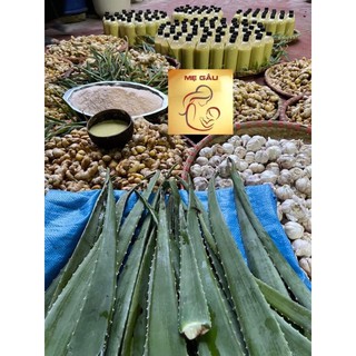 CỐT TRÀM GỪNG TỎI HANDMADE