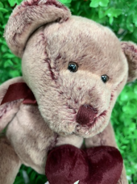 Gấu bông teddy lông 2 da màu lạ