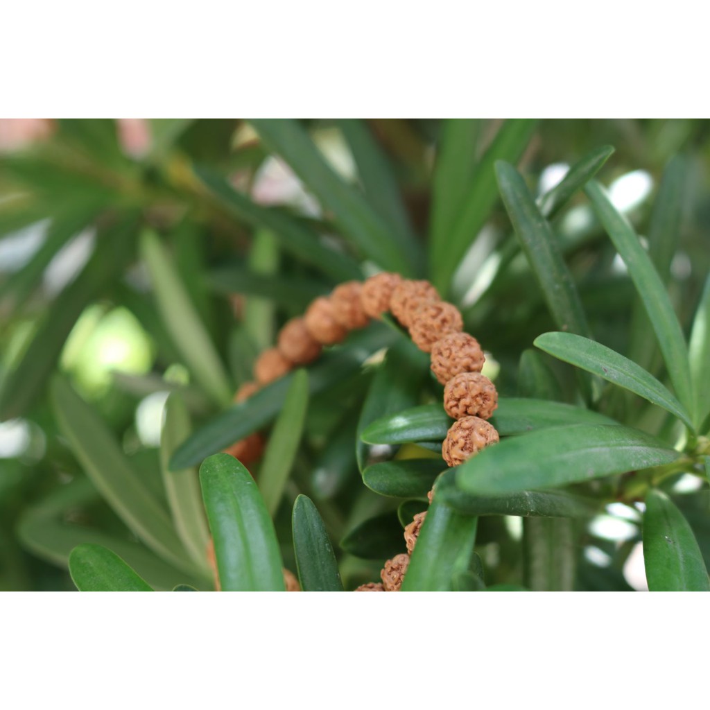 Vòng tay bồ đề Kim Cang Nepal 8mm nâu tự nhiên/ Nepali Handmade Natural Rudraksha Bead 8mm Bracelet with 5 designs