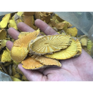 Hoàng đằng