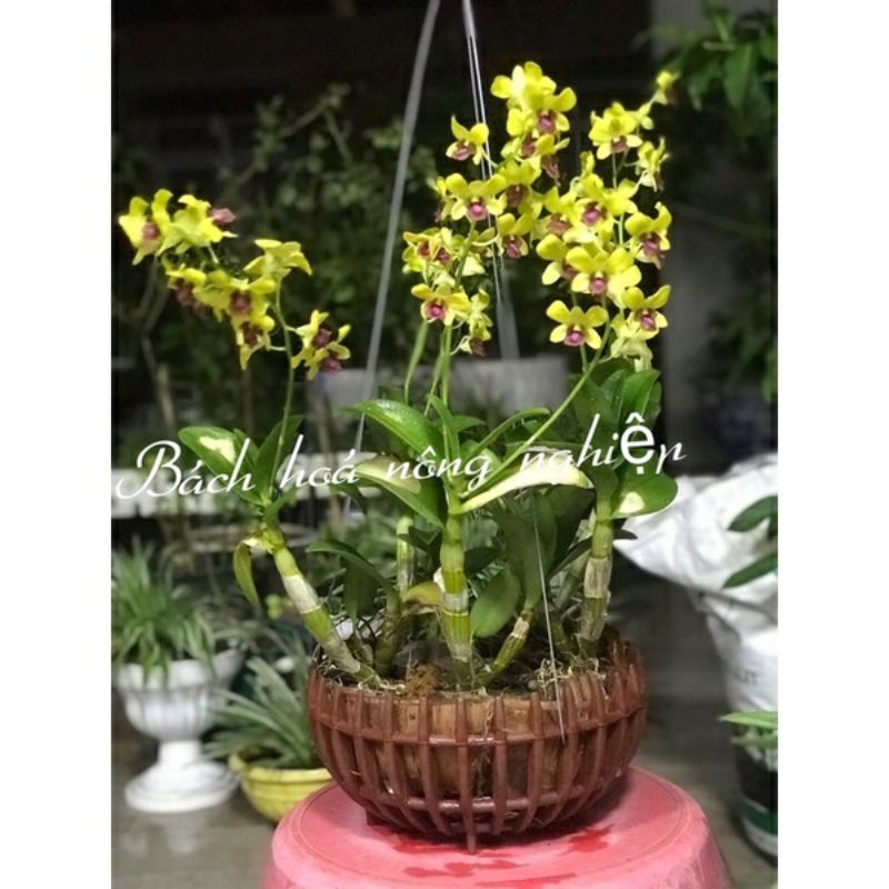 5 cái chậu trồng lan giả gỗ phi 32 kiểu bí siêu dày chắc.