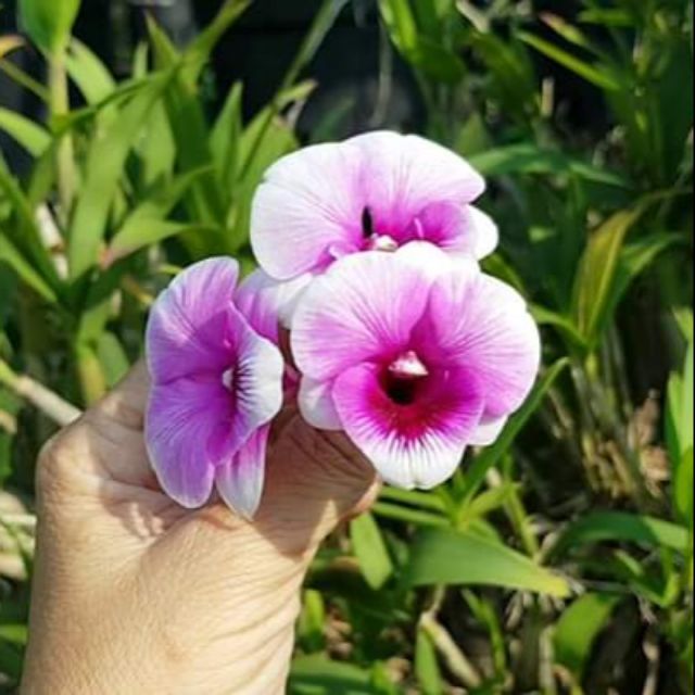 Hoa lan denro yaya mặt cười