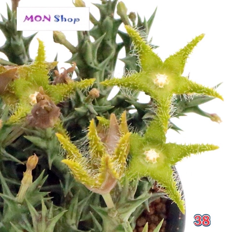 Xương rồng sao biển hoa màu xanh lá tươi mát
