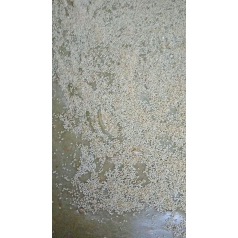 1 kg CHÈ LAM vị  LÁ DỨA -MATCHA thơm ngon nhiều lạc