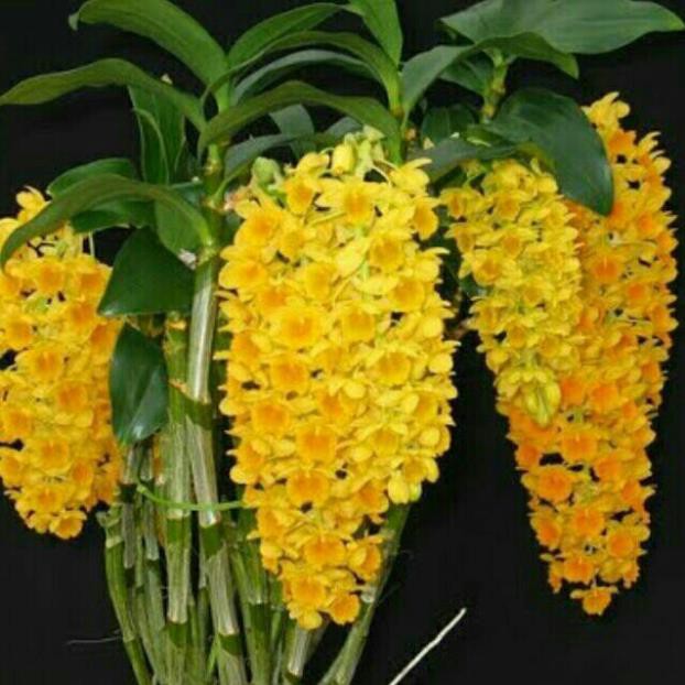 Hoa phong lan kiều vàng