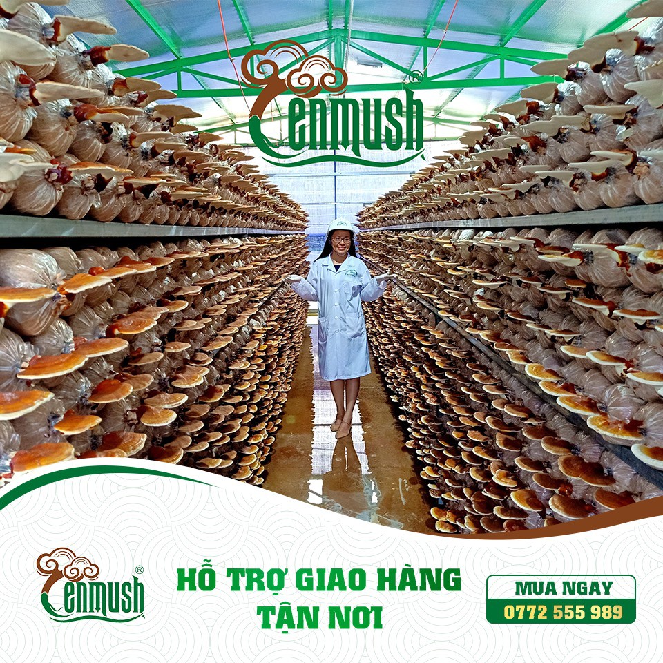 Nấm Linh Chi Đỏ Nhật Bản CENMUSH hộp 200g (Giống Hồng Chi) cắt lát