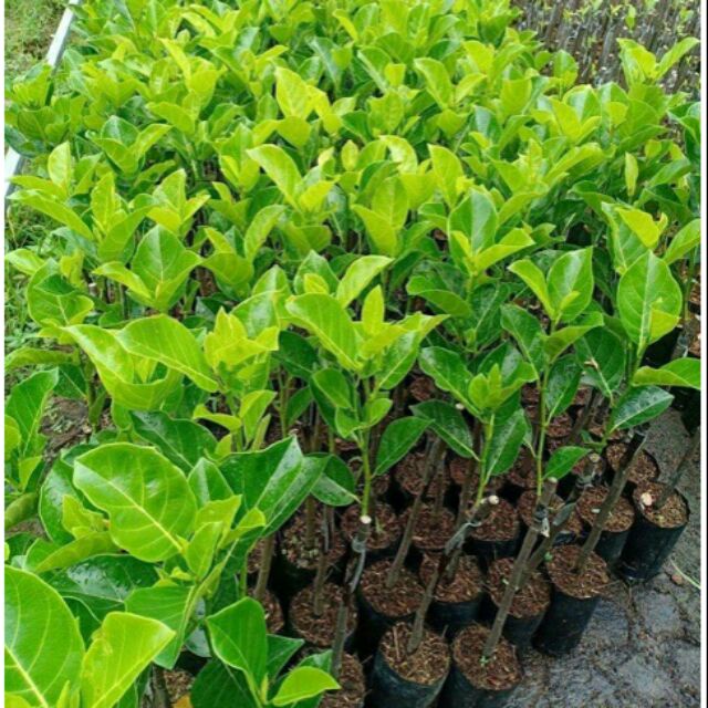 Cây Giống Mít mơ