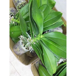 Combo 2 cây lan hồ điệp khủng long 160k