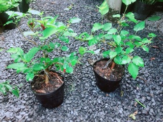 Cây Dâu Bonsai