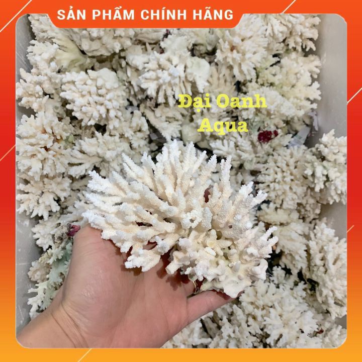 San hô Biển Trang Trí Bể Cá Cảnh sinh động, đẹp mắt