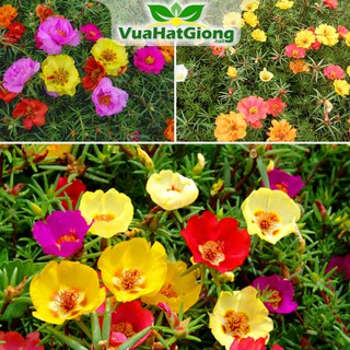Hạt Giống Hoa Mười Giờ Mỹ Cánh Kép, Nhiều Màu