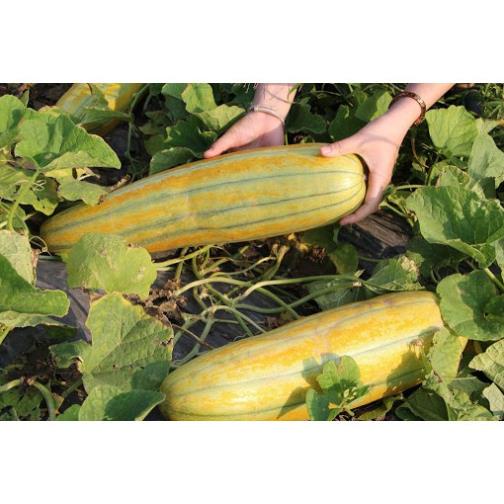 Hạt Giống Dưa Gang Trái Dài - Gói 5 Gram