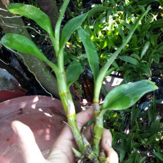 9 loại denro nắng