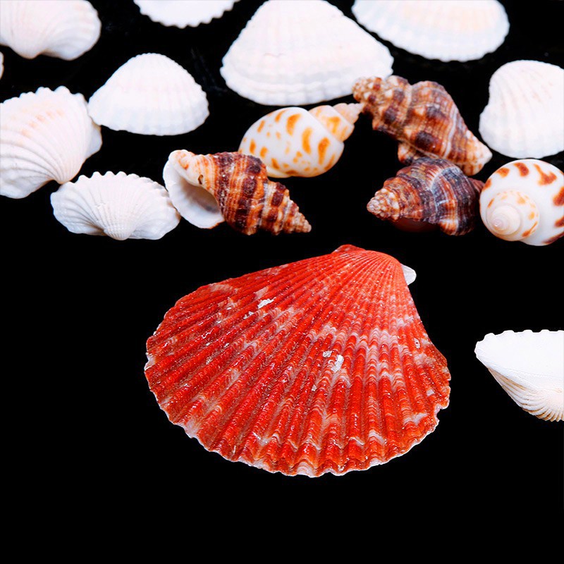 100gr vỏ sò đủ loại
