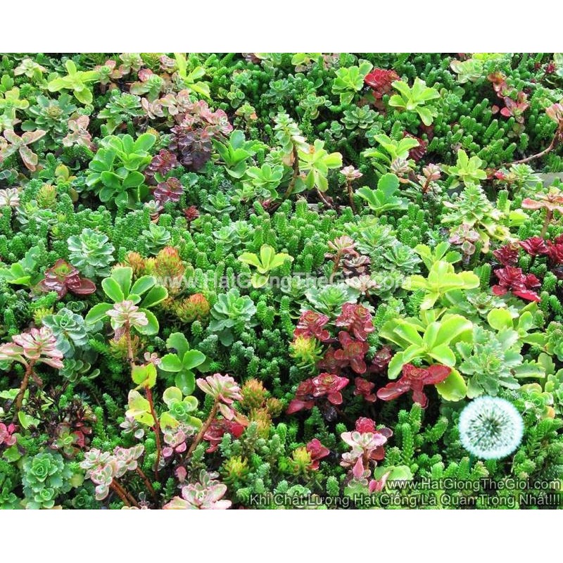 50h Hạt Giống Sen Đá Sedum Chịu Hạn Europe Mix (C4.101| B20*V42)