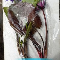 Bộ sản phẩm cây hoa 4 mùa