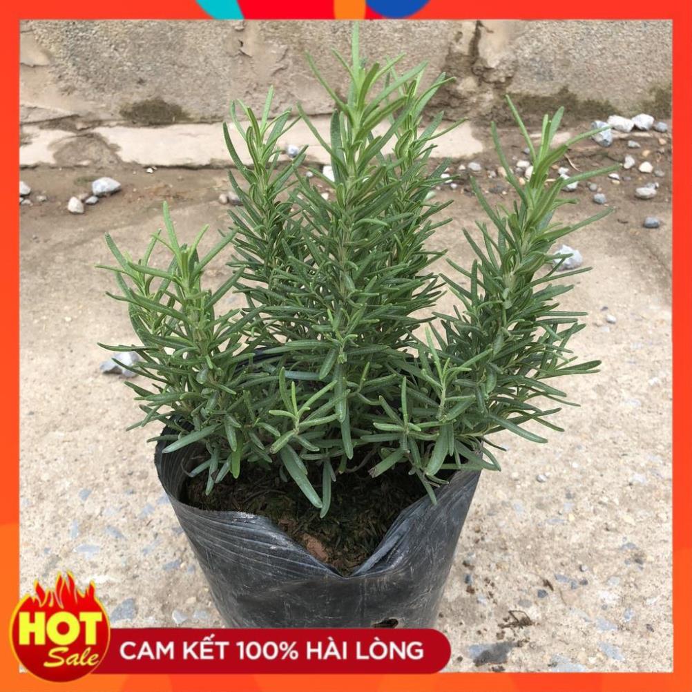Cây hương thảo nhỏ, sức sống mãnh liệt lá xanh mướt, hương thơm dễ chịu@