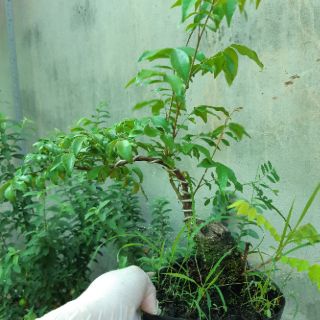 Cây khế bonsai mini dáng đẹp