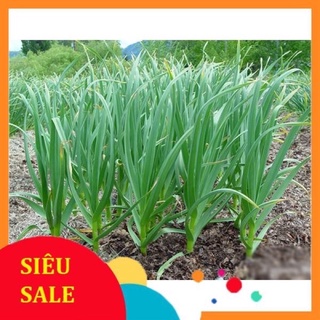 Bụi 10 gốc hẹ giống