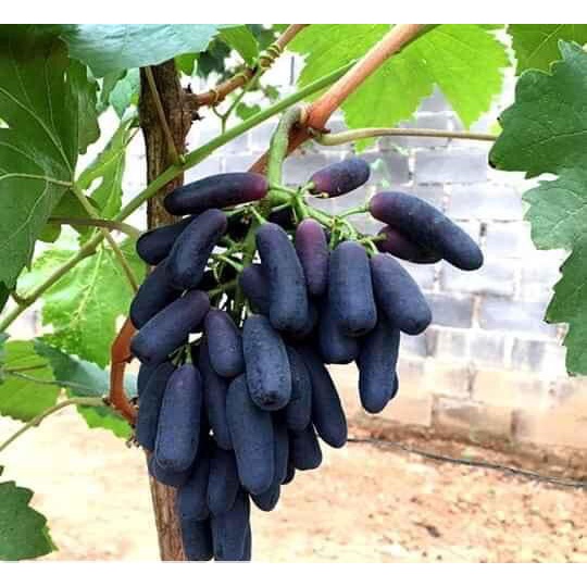 CÂY GIỐNG NHO MÓNG TAY NINH THUẬN KHÔNG HẠT.[ Siêu sớm, siêu trái ].