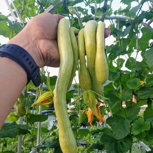 HẠT GIỐNG BÍ NGÔ THIÊN VŨ F1