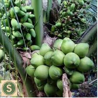 CÂY GIỐNG DỪA XIÊM LÙN XANH -CAM KẾT GIỐNG CHUẨN F1