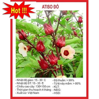 Gói 20 Hạt Giống Cây Atiso Đỏ (bụp giấm) Đà Lạt