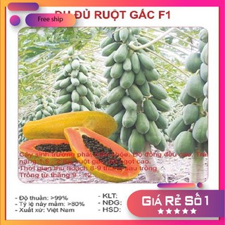 Hạt giống Đu đủ ruột gấc