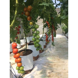 TÚI TRỒNG CÂY NILONG 2 DA SIÊU BỀN