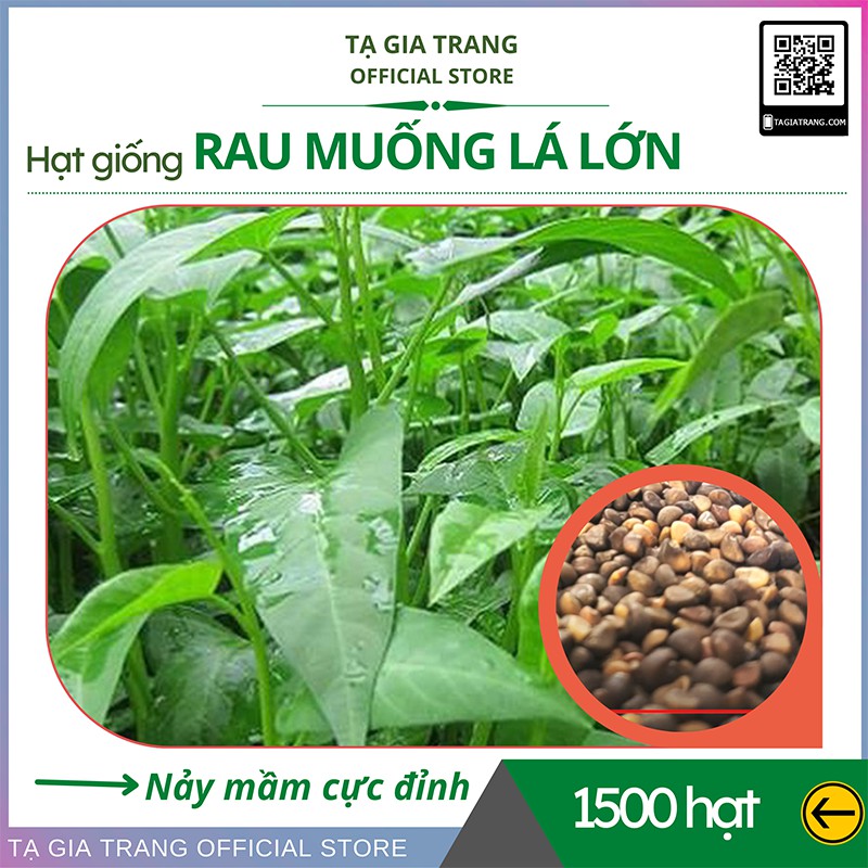 Hạt giống rau muống lá lớn - Gói 3000/ 1500 hạt