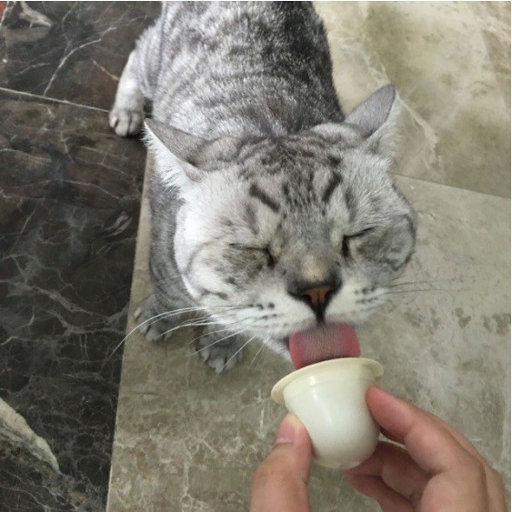 Pudding sữa dê hấp dẫn bổ sung canxi cho xương chắc khoẻ thú cưng mèo chó