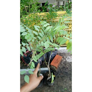 Cây chùm ruột giống chua ( cao 25-60cm)