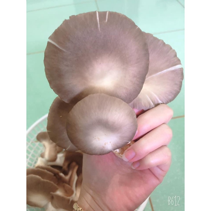 Phôi nấm Bào ngư