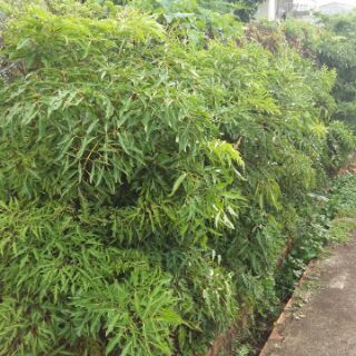 Gối lá đinh lăng (gối ôm) kt 1m
