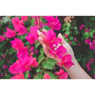 Chậu cây hoa Giấy màu đỏ trắng