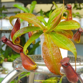 Hạt giống Cây nắp ấm