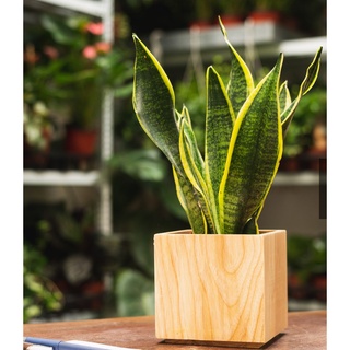 Câu Lưỡi Hổ Lùn Như Hình( Lưu ý chậu nhựa đen)