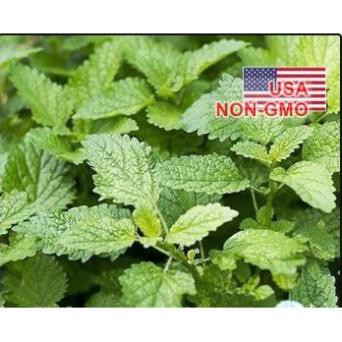 50h Hạt Giống Tía Tô Đất Citronella ĐUỔI MUỖI CÔN TRÙNG