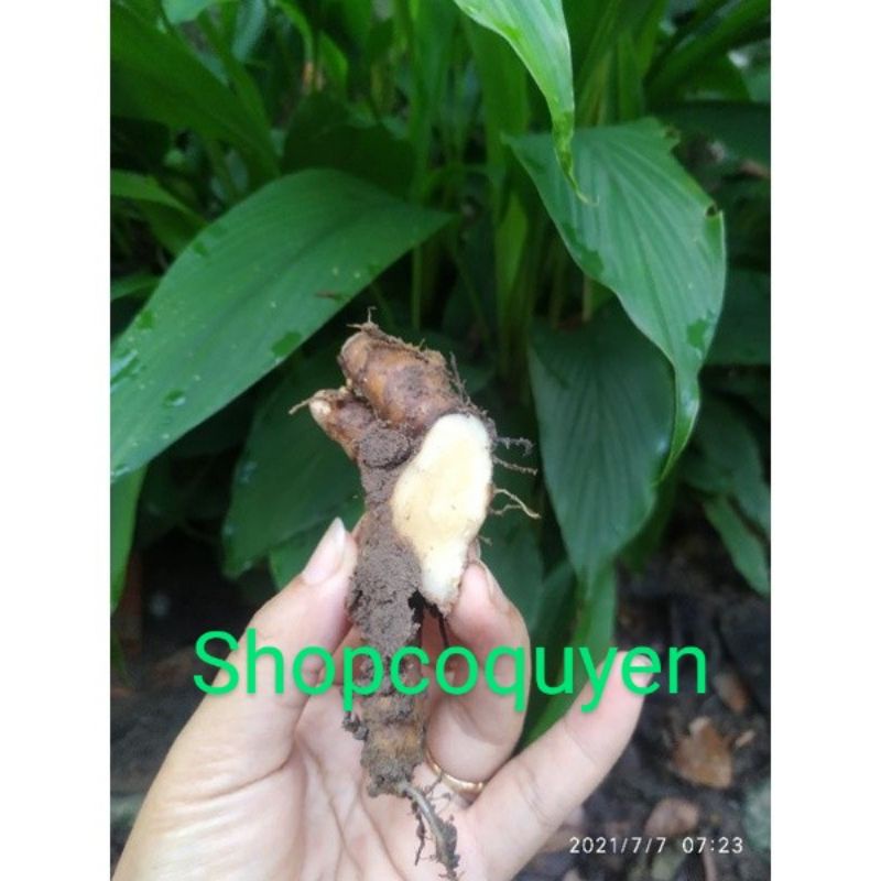 Củ nghệ trắng tươi 1 kg