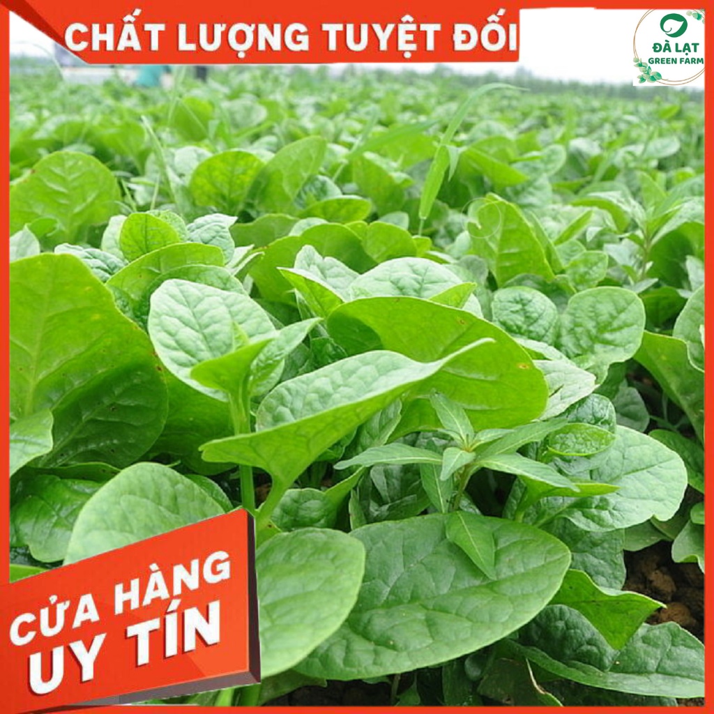 Hạt Giống RAU MỒNG TƠI_10GR (HẠT CHẤT LƯỢNG CHUẨN F1)