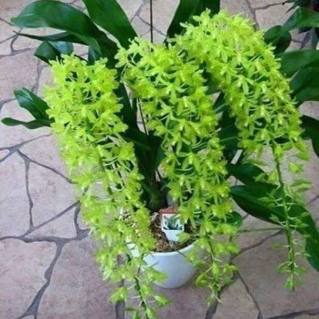 Vũ nữ hoàng hậu xanh