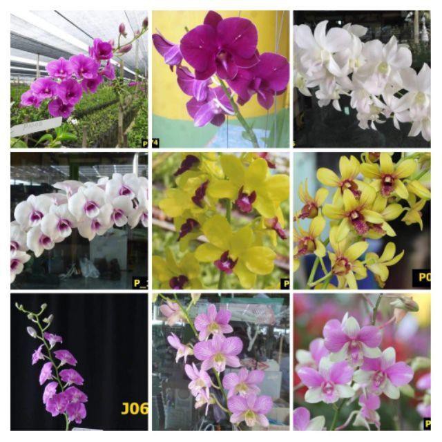 [Cây giống] Hoa lan Dendro MÀU NẮNG dễ trồng, siêng hoa, giao màu ngẫu nhiên, không lựa màu - Trang Flowers