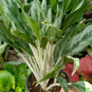 Cây giữ tiền nhật