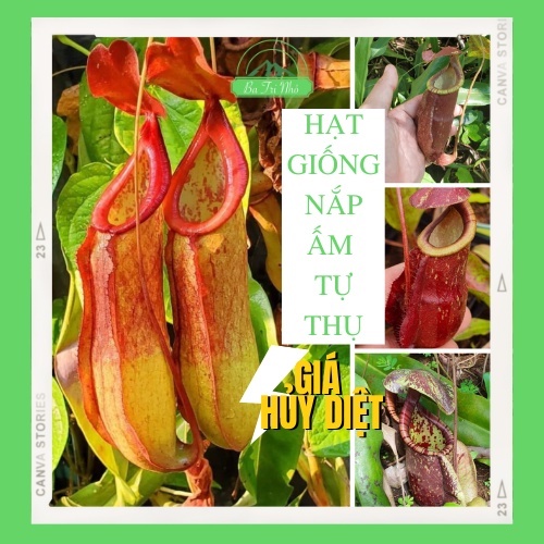 Hạt giống cây bắt mồi ăn thịt nắp ấm các loại I Ba Tri Nhỏ I BTN0000