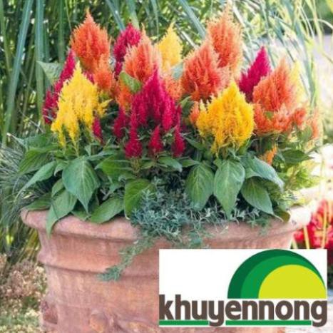 Gói 100 hạt giống hoa mào gà mix thân thấp